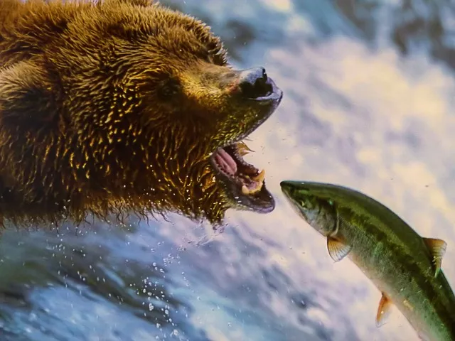 Bear catching fish