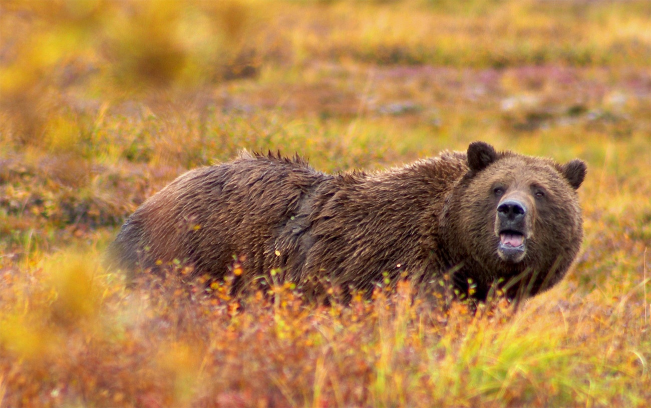 Bear in field